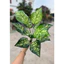 Cây giả - cây lá đốm 30cm/40cm