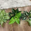 combo cây giả 40cm + chậu + sỏi ❤️ cây hoa giả decor