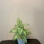 combo cây giả 40cm + chậu + sỏi ❤️ cây hoa giả decor