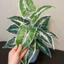 cây giả 30cm/40cm - cây khoai môn lá loang