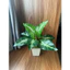 cây giả 30cm/40cm - cây khoai môn lá loang