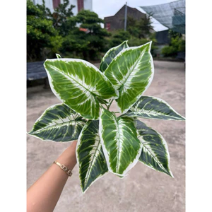 cây giả 30cm/40cm - cây khoai môn lá loang