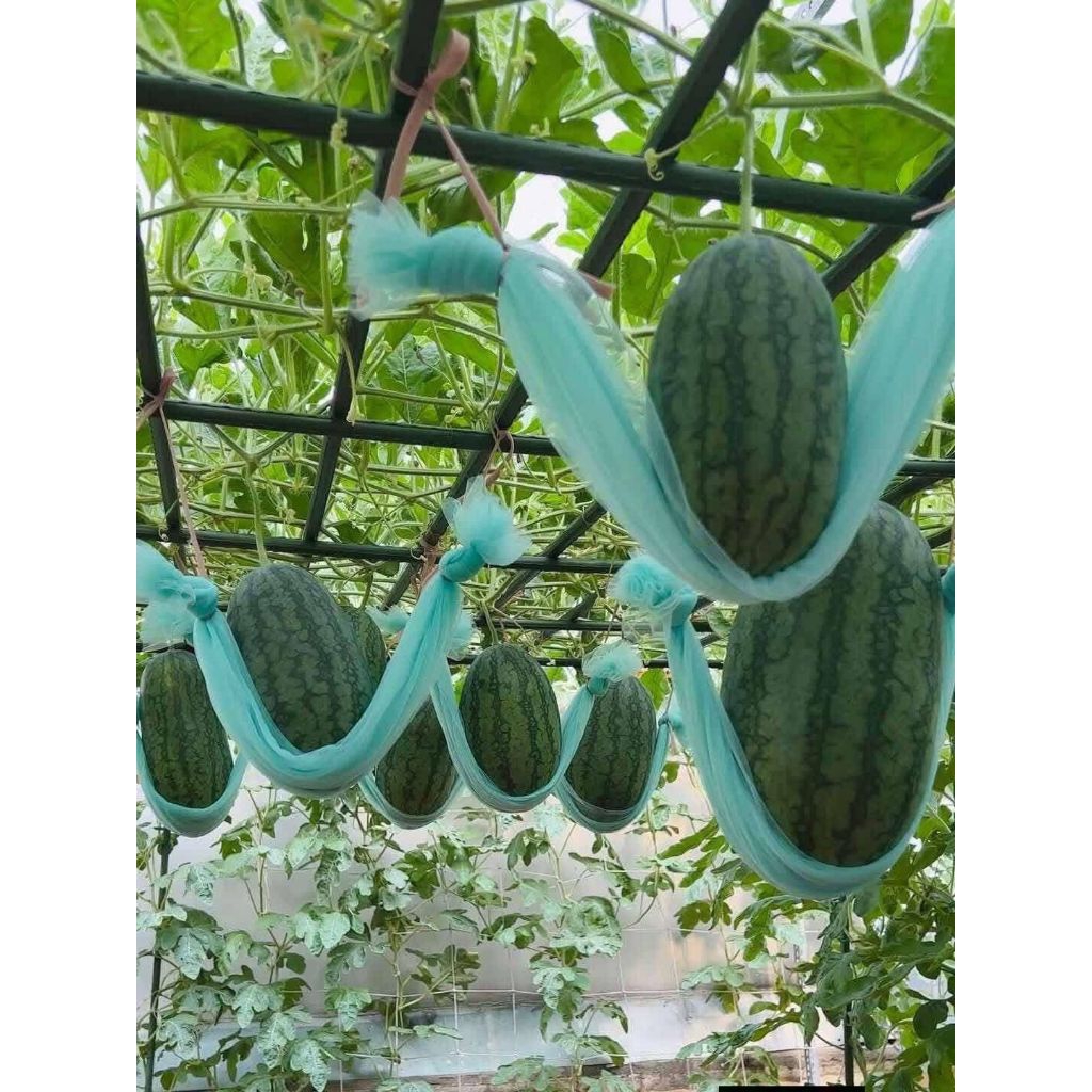 Hạt Giống Hắc Mỹ Nhân Quả To Xịn♥️Nhập Khẩu Nguyên Gói Thái Lan Quả To Ăn Ngọt