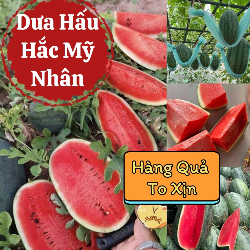 Hạt Giống Hắc Mỹ Nhân Quả To Xịn♥️Nhập Khẩu Nguyên Gói Thái Lan Quả To Ăn Ngọt
