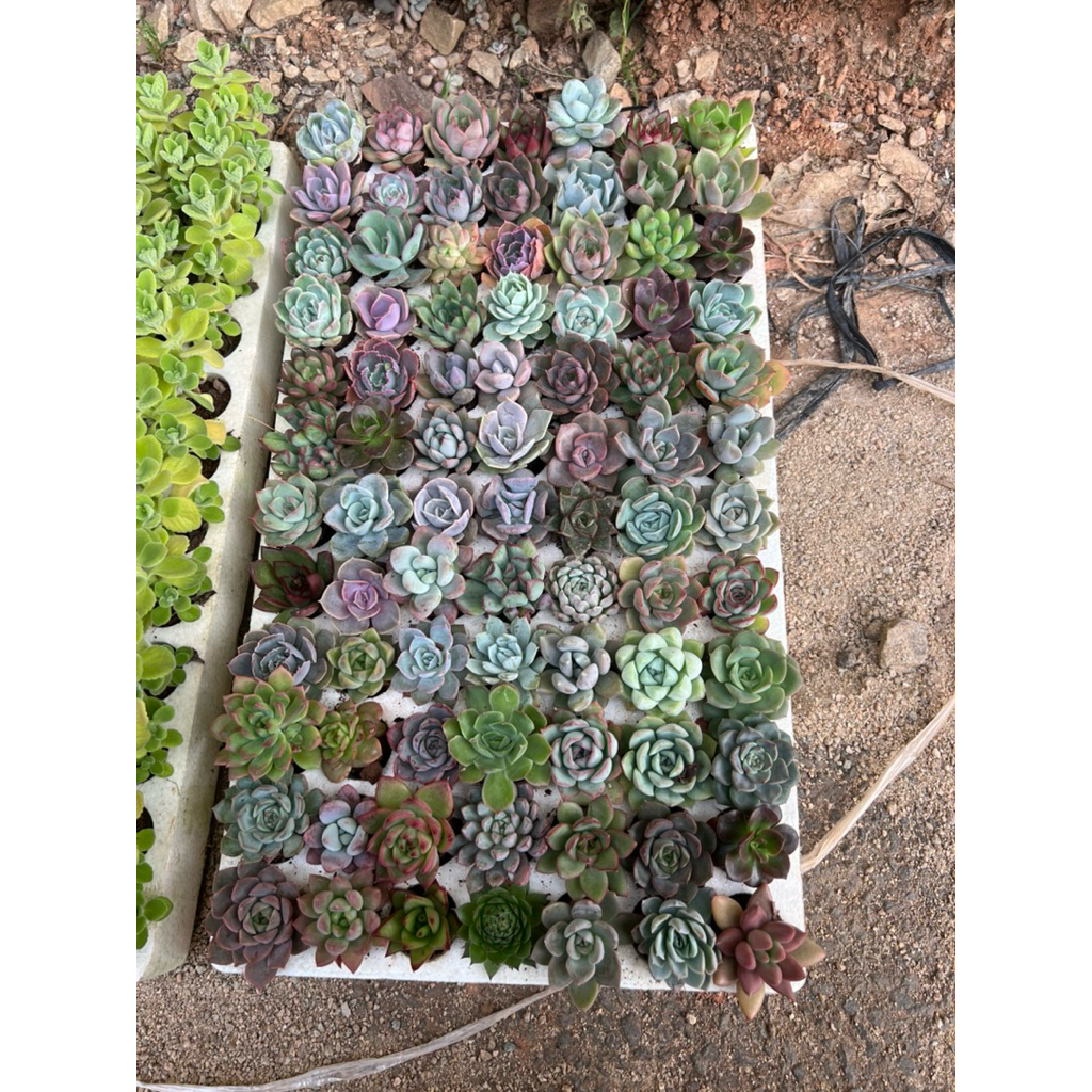 Sen Mix mini 20cây size 2-4cm