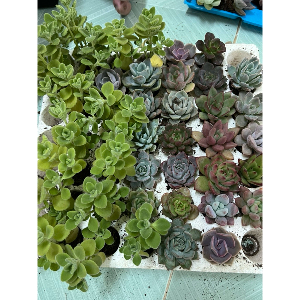 Sen Mix mini 20cây size 2-4cm