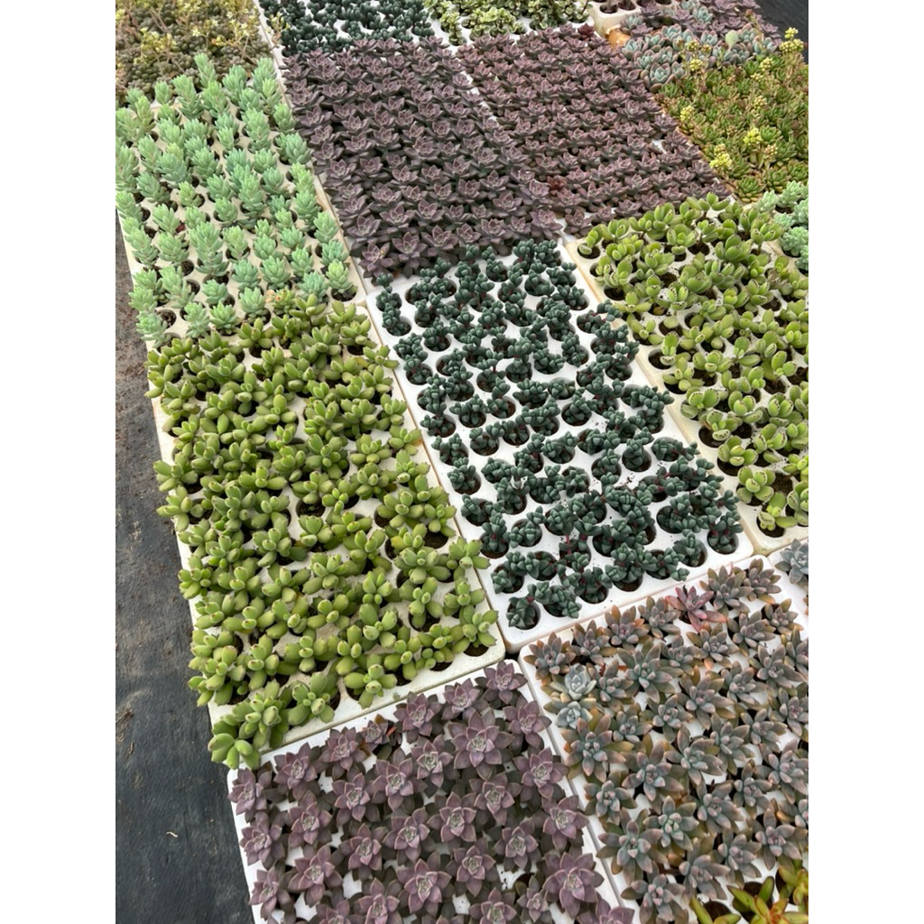 Sen đá Tay gấu mini 3-5cm