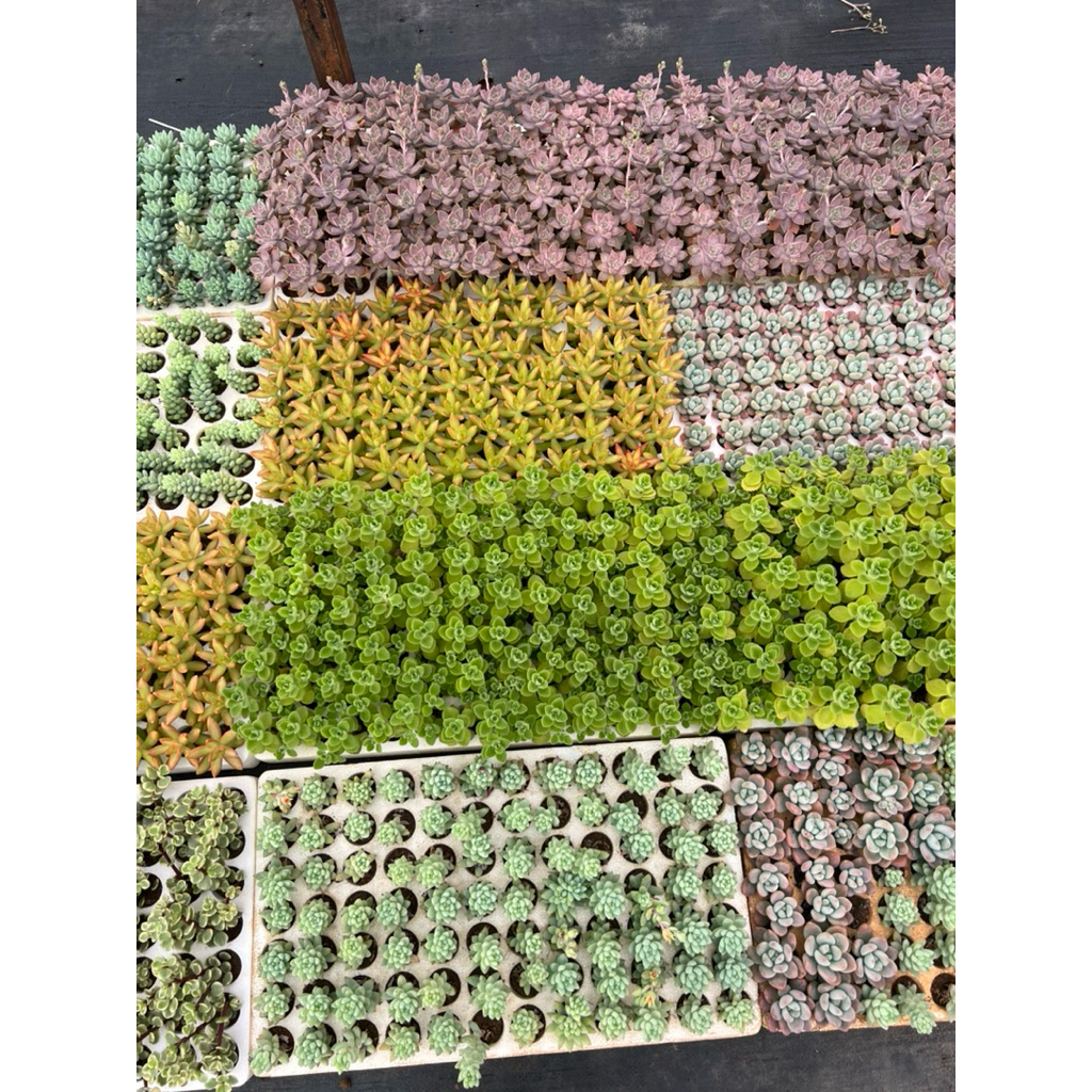 Sen Mix mini 20cây size 2-4cm