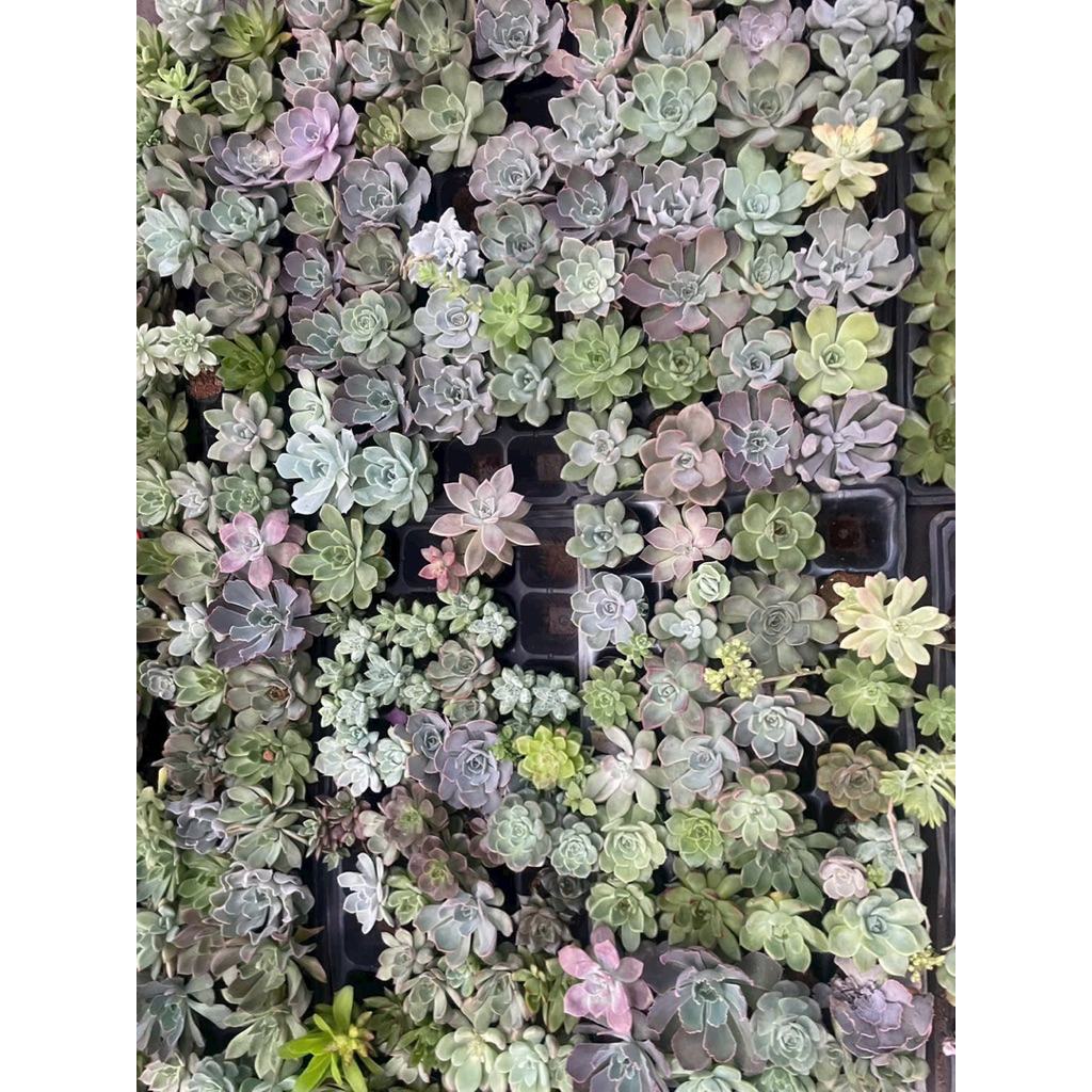 Sen Mix mini 20cây size 2-4cm