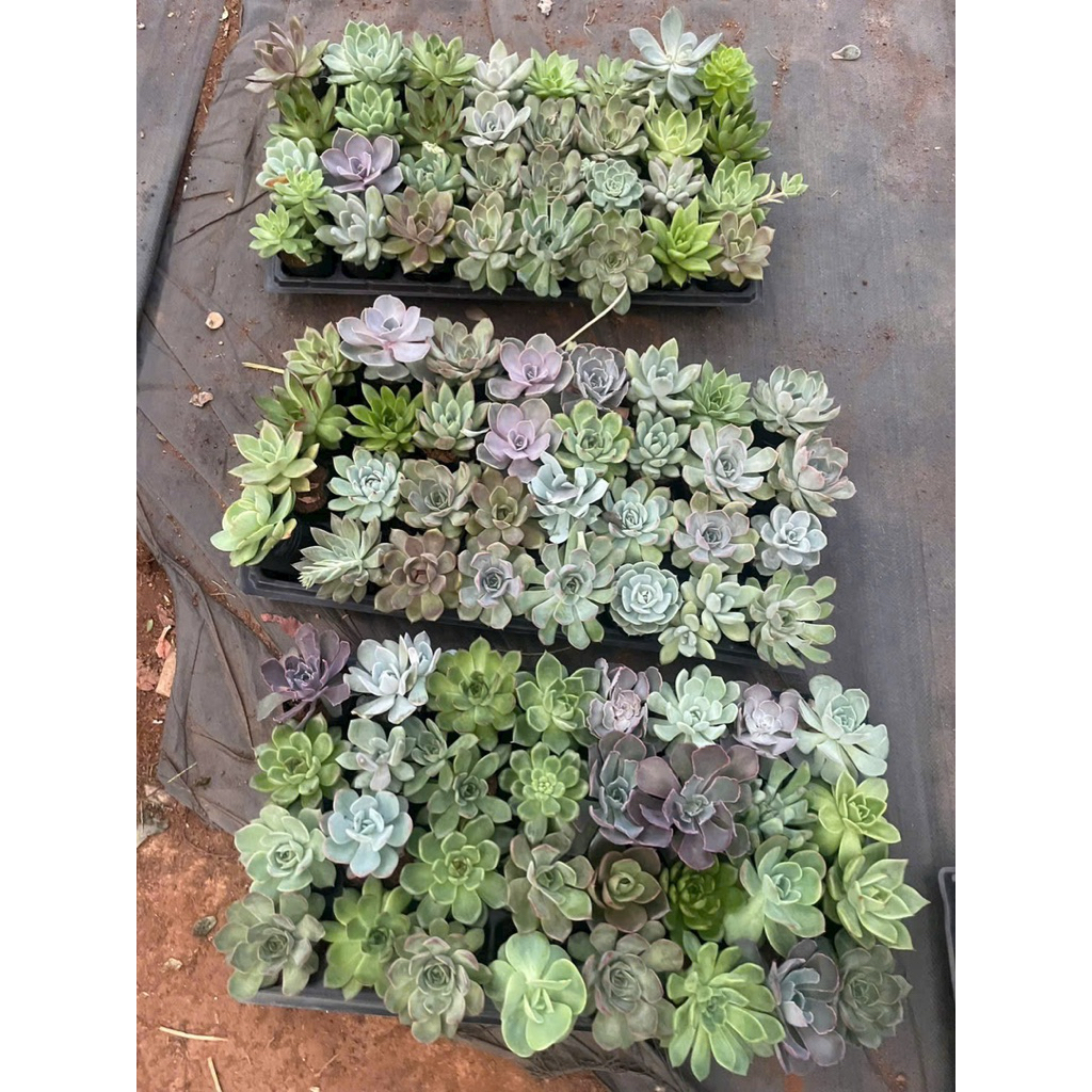 Sen Mix mini 20cây size 2-4cm