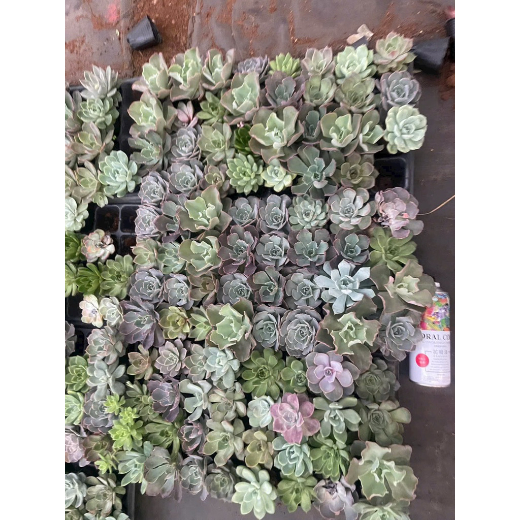 Sen Mix mini 20cây size 2-4cm