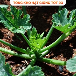Hạt giống bí ngòi xanh năng suất cao hàng công ty Loại 1