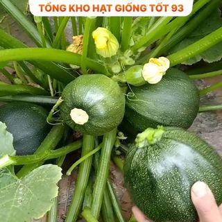 Hạt giống bí ngòi xanh năng suất cao hàng công ty Loại 1