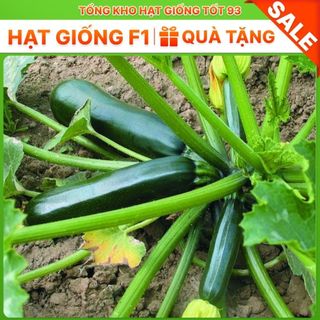 Hạt giống bí ngòi xanh năng suất cao hàng công ty Loại 1