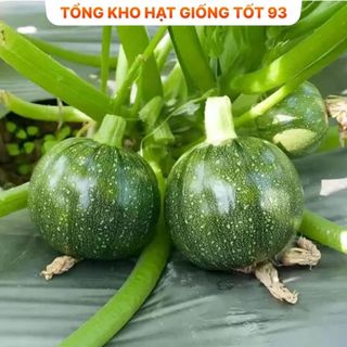Hạt giống bí ngòi xanh năng suất cao hàng công ty Loại 1