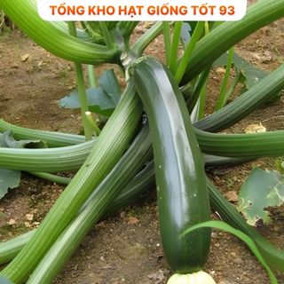 Hạt giống bí ngòi xanh năng suất cao hàng công ty Loại 1