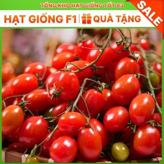 Hạt giống cà chua bi chùm siêu quả hàng công ty Loại 1
