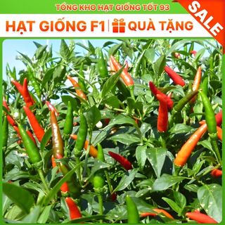 Hạt giống Ớt chỉ thiên 0,1gram năng suất hàng công ty Loại 1