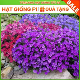 Hạt giống hoa Leo Đá mix màu - hàng Loại 1