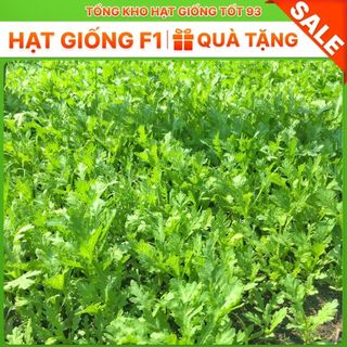 Hạt giống Rau Cải Cúc nếp - hàng công ty F1