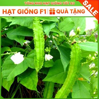 Hạt giống đậu rồng hàng công ty Loại 1