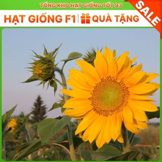 Hạt Giống Hoa Hướng Dương cao hàng công ty Loại 1