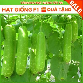 Hạt giống bầu sao siêu trái năng suất cao- hàng công ty Loại 1