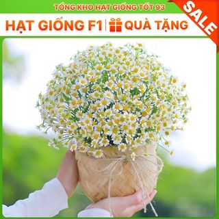 Hạt Giống Hoa Cúc Họa Mi Trồng Khu Chụp Ảnh -hàng công ty Loại 1