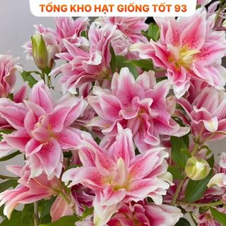 Củ ly kép cao thơm nhập khẩu Hà Lan 8 - 10 bông, nở đẹp 100%