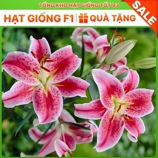 Củ ly kép cao thơm nhập khẩu Hà Lan 8 - 10 bông, nở đẹp 100%