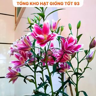 Củ ly kép cao thơm nhập khẩu Hà Lan 8 - 10 bông, nở đẹp 100%