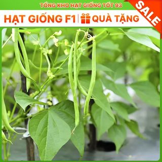Hạt giống Đậu Cove Bụi Xanh  hàng công ty loại 1