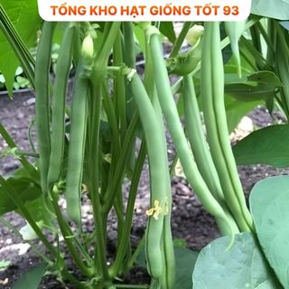 Hạt giống Đậu Cove Bụi Xanh  hàng công ty loại 1