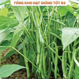 Hạt giống Đậu Cove Bụi Xanh  hàng công ty loại 1