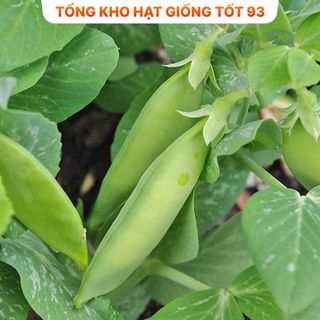 Hạt giống Đậu Hà Lan siêu quả ăn rất ngon, dễ trồng