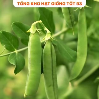 Hạt giống Đậu Hà Lan siêu quả ăn rất ngon, dễ trồng