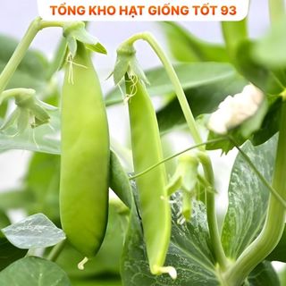 Hạt giống Đậu Hà Lan siêu quả ăn rất ngon, dễ trồng