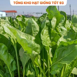 Hạt giống cải bó xôi dễ lên mầm Hàng công ty loại 1