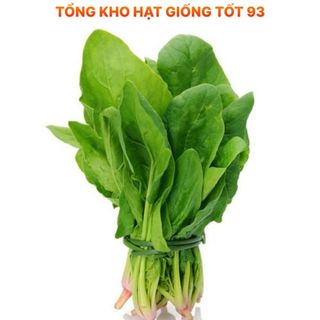 Hạt giống cải bó xôi dễ lên mầm Hàng công ty loại 1