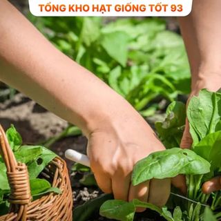 Hạt giống cải bó xôi dễ lên mầm Hàng công ty loại 1