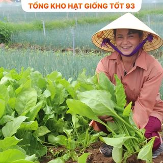 Hạt giống cải bó xôi dễ lên mầm Hàng công ty loại 1