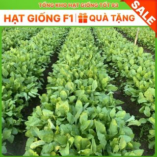 Hạt giống cải bó xôi dễ lên mầm Hàng công ty loại 1