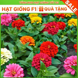Hạt giống hoa cúc lá nhám, cúc 7 màu cực dễ trồng, rất đẹp hàng công ty Loại 1