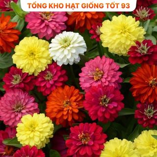 Hạt giống hoa cúc lá nhám, cúc 7 màu cực dễ trồng, rất đẹp hàng công ty Loại 1