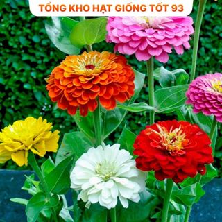 Hạt giống hoa cúc lá nhám, cúc 7 màu cực dễ trồng, rất đẹp hàng công ty Loại 1