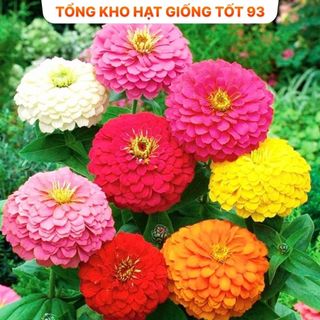 Hạt giống hoa cúc lá nhám, cúc 7 màu cực dễ trồng, rất đẹp hàng công ty Loại 1