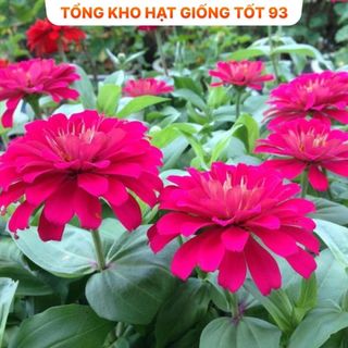 Hạt giống hoa cúc lá nhám, cúc 7 màu cực dễ trồng, rất đẹp hàng công ty Loại 1