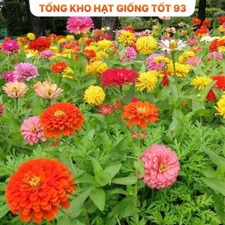 Hạt giống hoa cúc lá nhám, cúc 7 màu cực dễ trồng, rất đẹp hàng công ty Loại 1