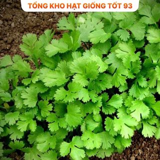 Hạt giống rau thơm, rau gia vị, rau củ quả các loại trồng ăn quanh năm nảy mầm tốt hàng công ty Loại 1