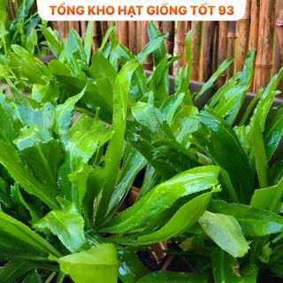Hạt giống rau thơm, rau gia vị, rau củ quả các loại trồng ăn quanh năm nảy mầm tốt hàng công ty Loại 1